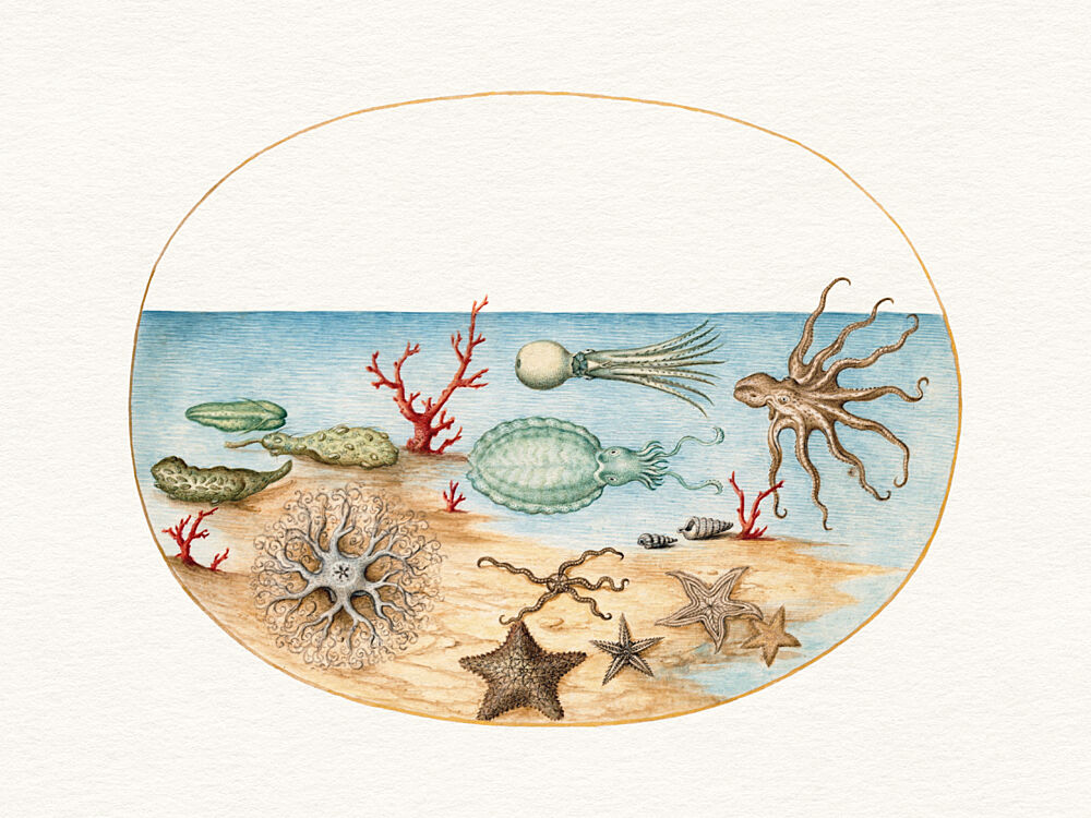 Vintage Ocean Creatures art print by Wild Violets for $57.95 CAD