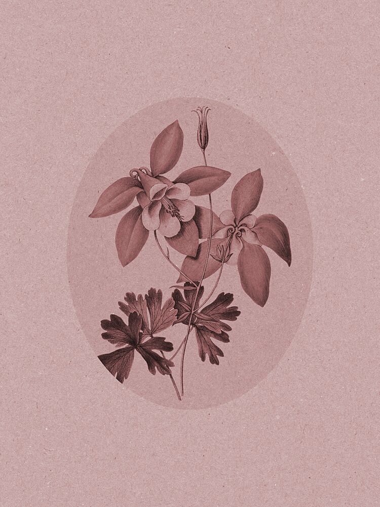 Elegant Columbine Bloom art print by Wild Violets for $57.95 CAD