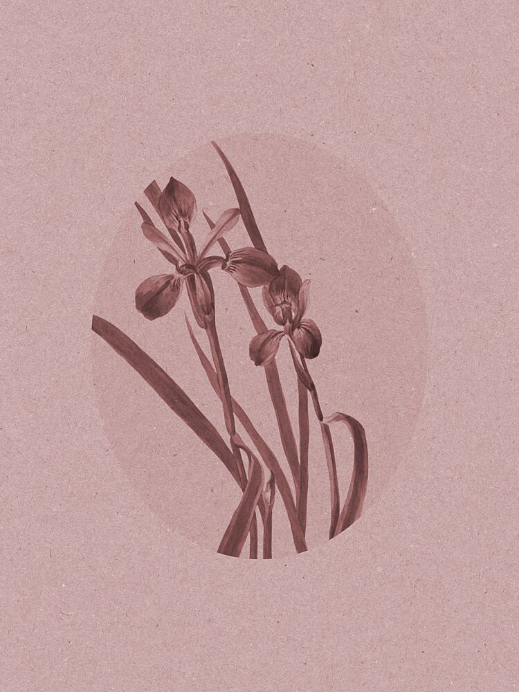 Elegant Botanical Irises art print by Wild Violets for $57.95 CAD