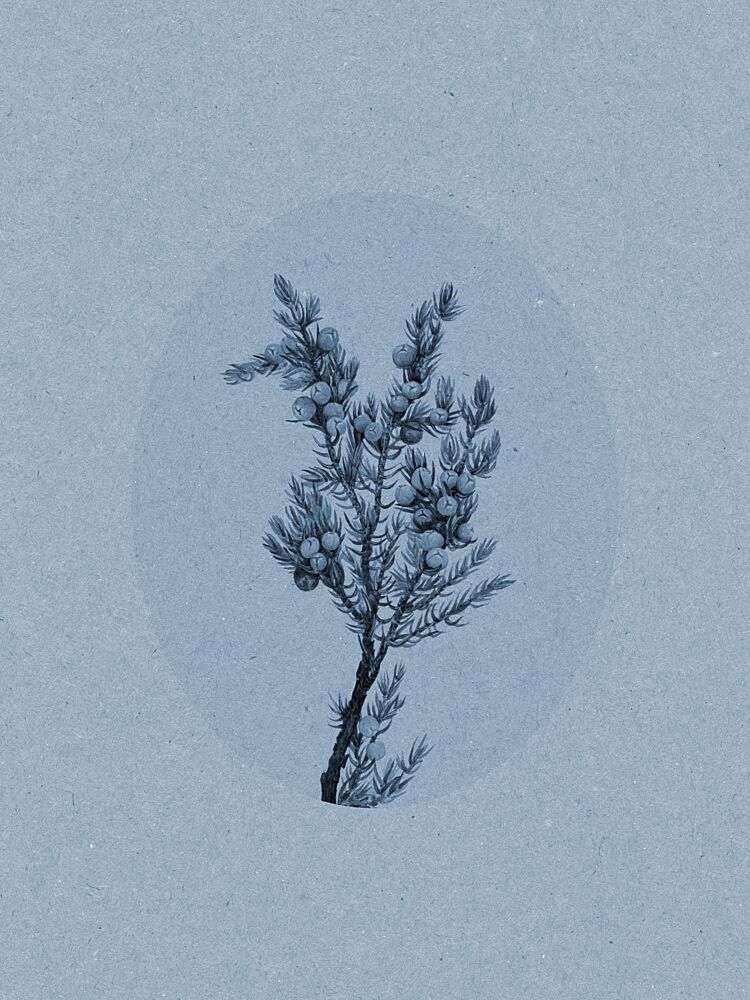 Blue Juniper Botanical art print by Wild Violets for $57.95 CAD