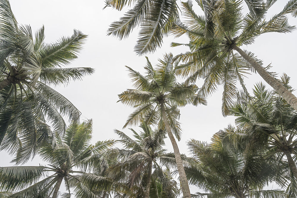 Tropical Palm Canopy art print by Photolovers for $57.95 CAD