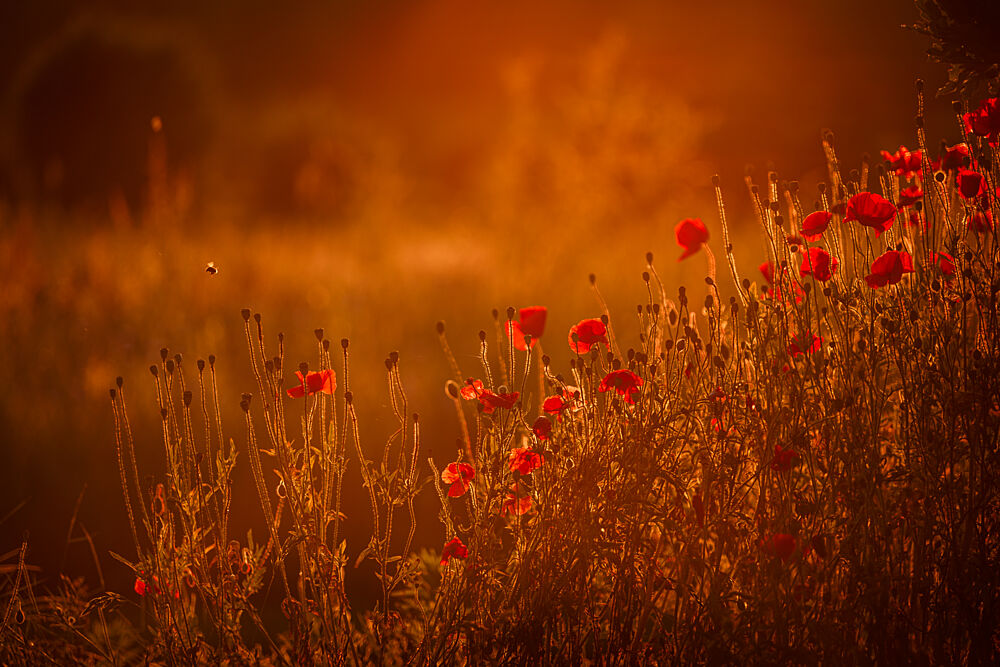 Red Poppies Sunset art print by Mayra Pama for $57.95 CAD