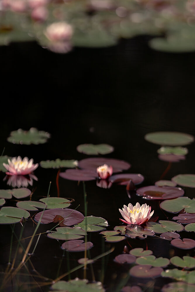 Lilies on Dark Water art print by Mayra Pama for $57.95 CAD