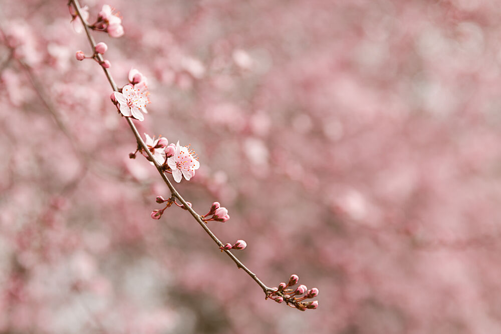 Soft Pink Blossoms art print by Mayra Pama for $57.95 CAD