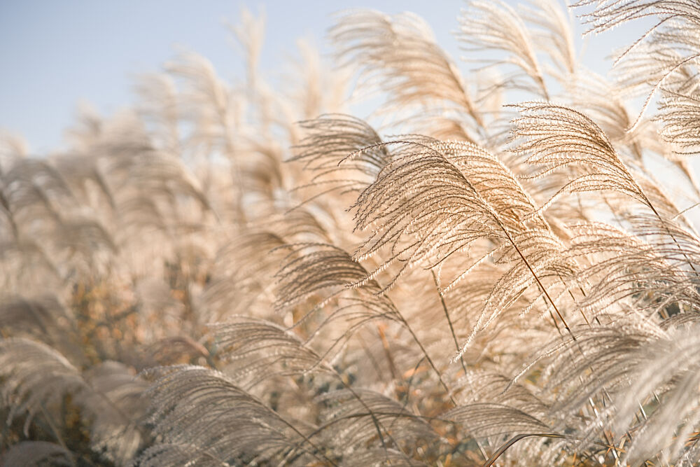 Golden Pampas Grass art print by Mayra Pama for $57.95 CAD