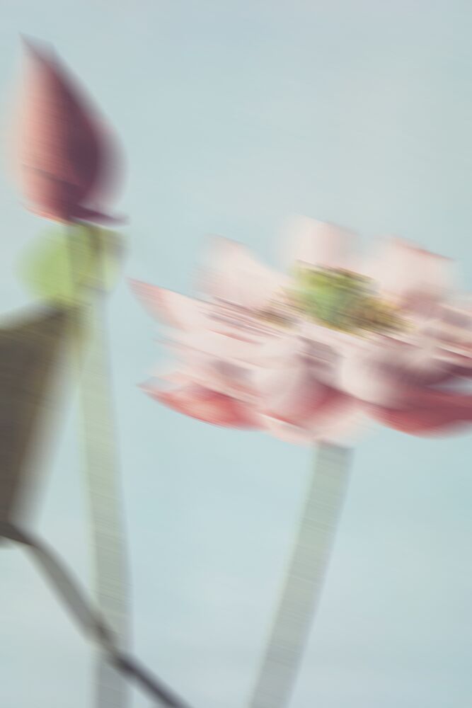 Dreamy Pink Lotus art print by The Art Concept for $57.95 CAD