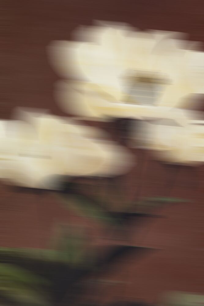 Dreamy White Floral Motion art print by The Art Concept for $57.95 CAD