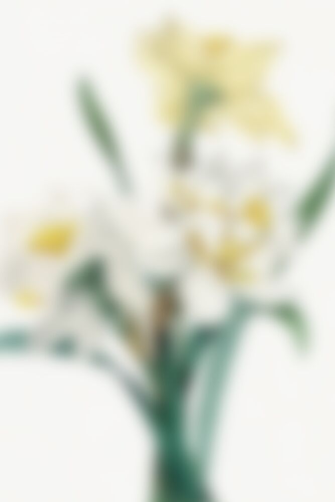 Fresh Spring Daffodils art print by The Art Concept for $57.95 CAD