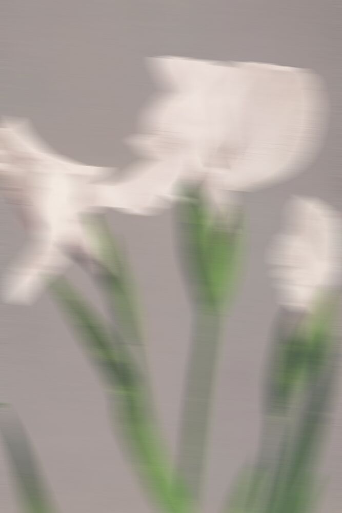 Soft Blurred Flowers art print by The Art Concept for $57.95 CAD