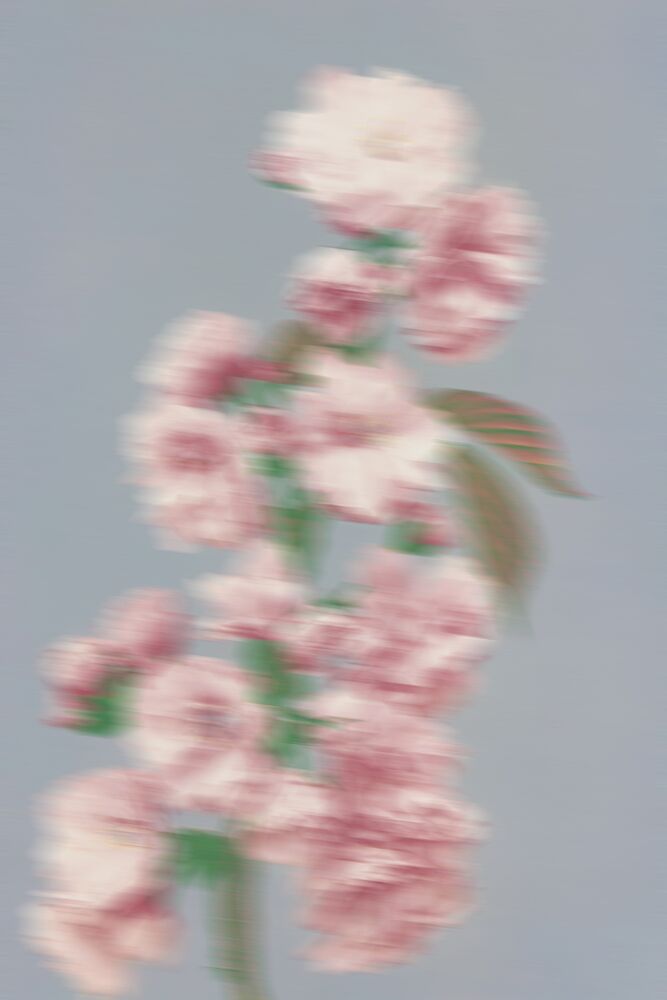 Dreamy Pink Flowers art print by The Art Concept for $57.95 CAD
