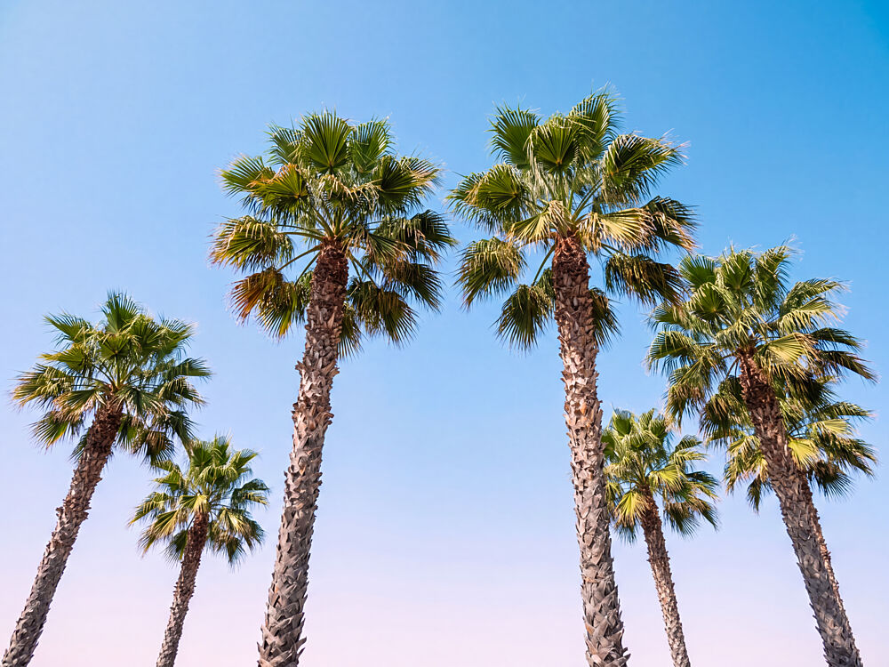 Tropical Palm Sky art print by Andreas Magnusson for $57.95 CAD