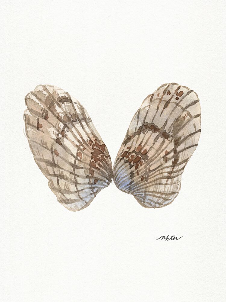Watercolor Oyster Shells art print by Nktn for $57.95 CAD