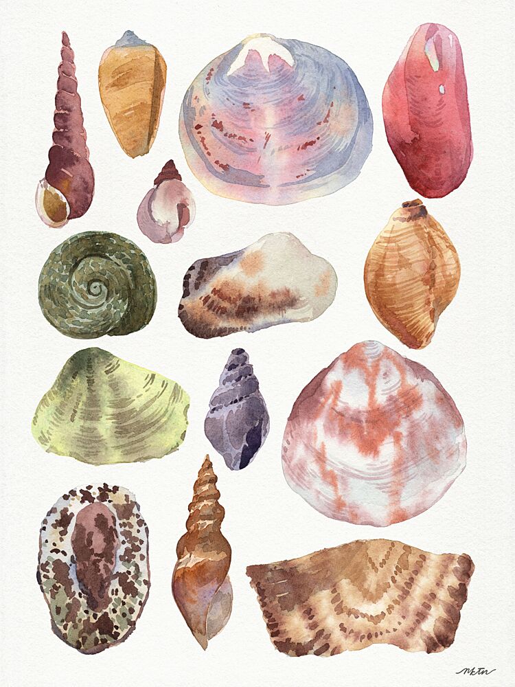 Shells 1 art print by Nktn for $57.95 CAD