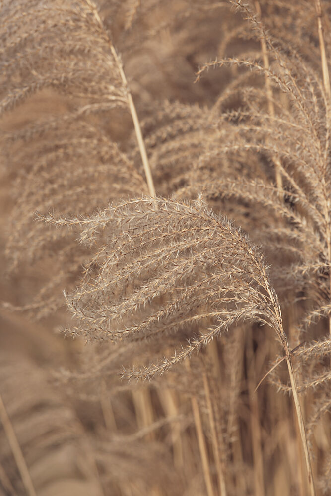 Soft Pampas Grass art print by Mayra Pama for $57.95 CAD
