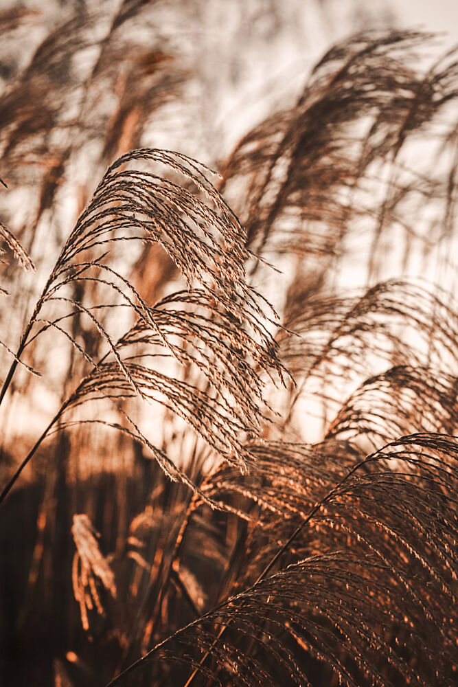 Swaying Pampas Grass art print by Mayra Pama for $57.95 CAD