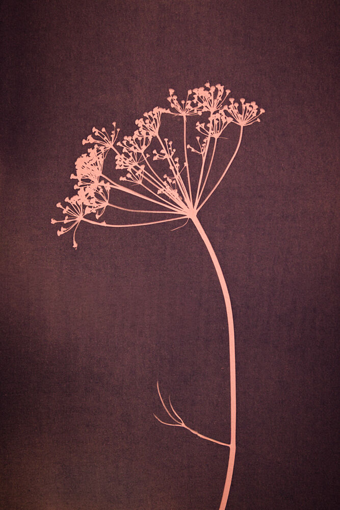 Delicate Botanical Silhouette art print by Mayra Pama for $57.95 CAD