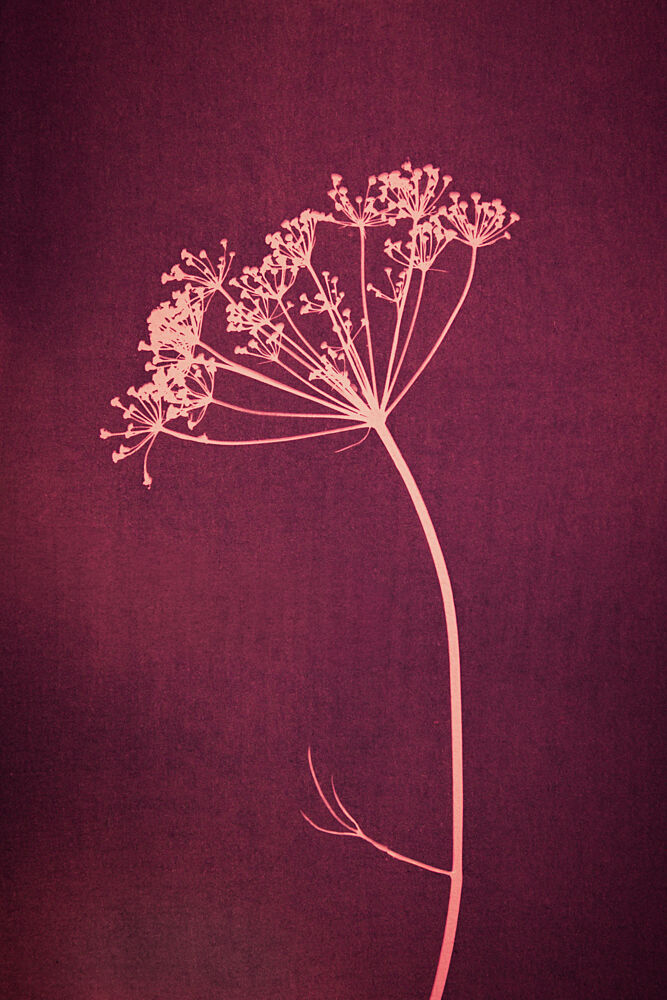 Vintage Pink Dill art print by Mayra Pama for $57.95 CAD