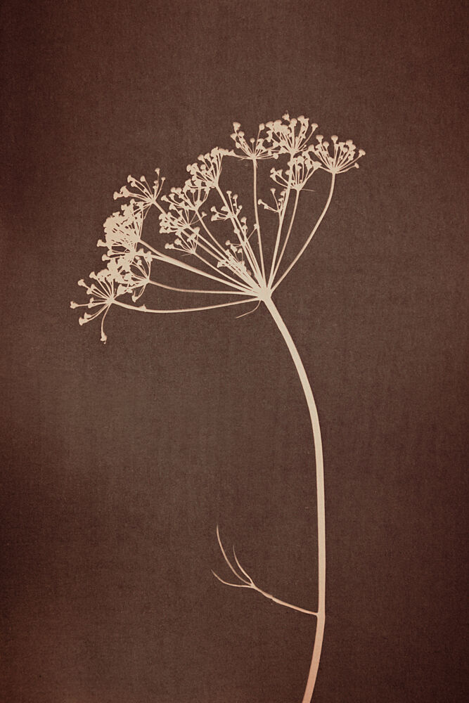 Umbelliferae - Warm Brown art print by Mayra Pama for $57.95 CAD