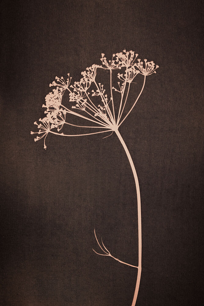 Delicate Botanical Silhouette art print by Mayra Pama for $57.95 CAD