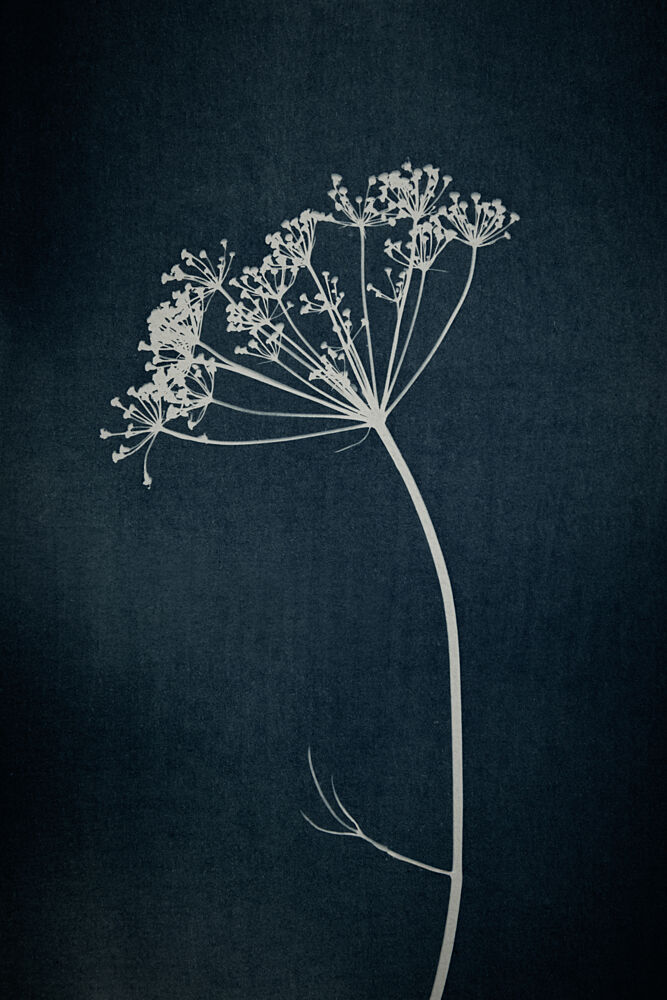 Elegant Dill Silhouette art print by Mayra Pama for $57.95 CAD