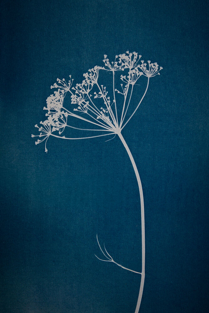Indigo Botanical Silhouette art print by Mayra Pama for $57.95 CAD