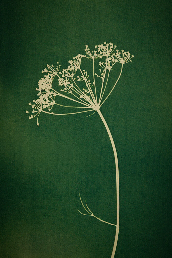 Green Botanical Outline art print by Mayra Pama for $57.95 CAD
