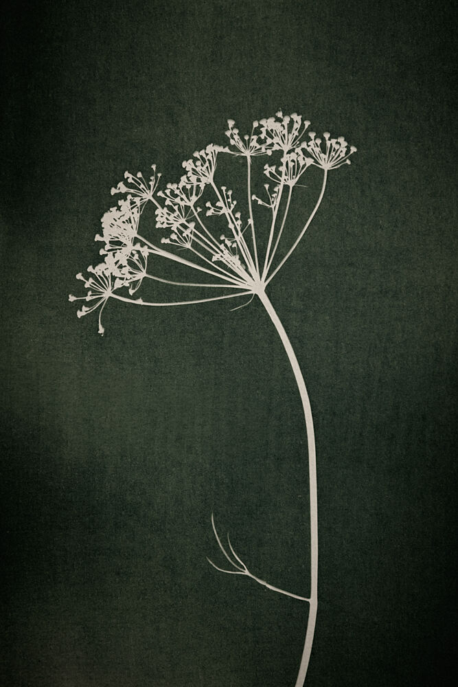 Dill Botanical Silhouette art print by Mayra Pama for $57.95 CAD