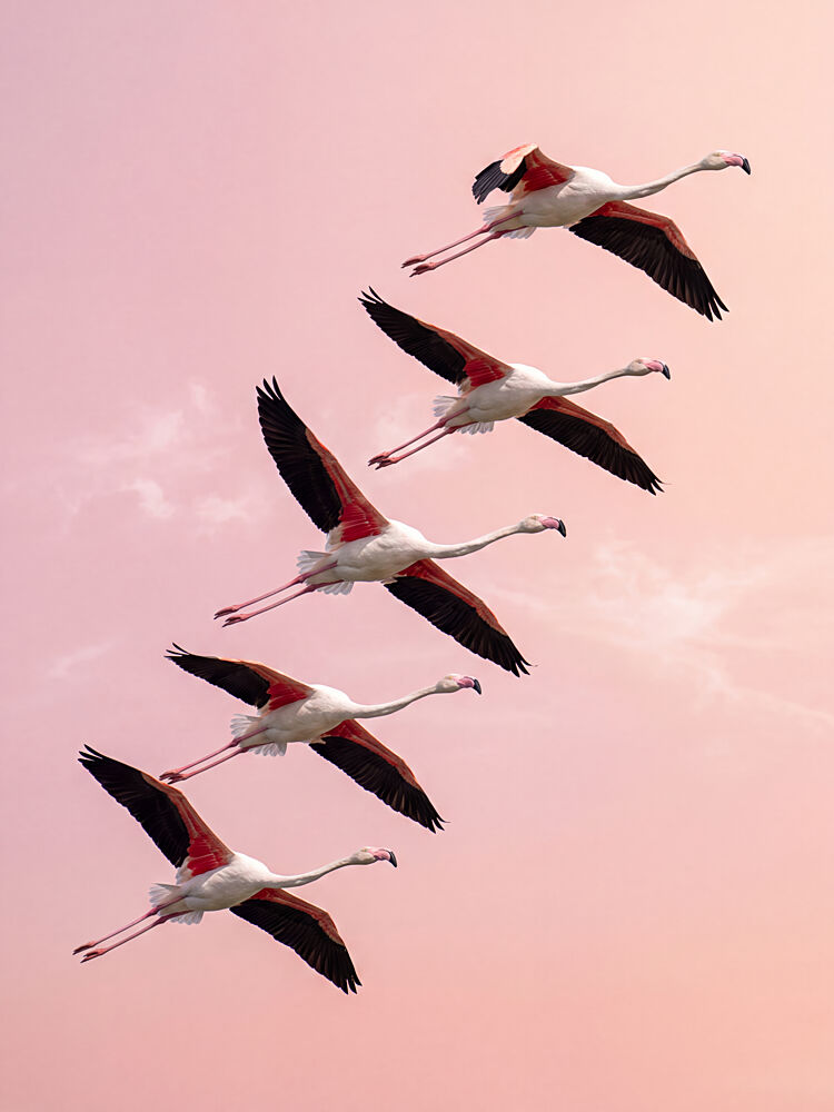 Pink Flamingos Flying art print by Andreas Magnusson for $57.95 CAD