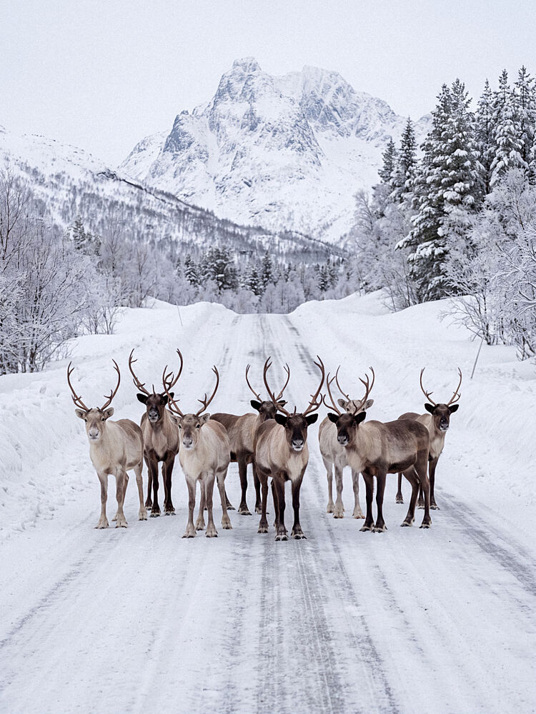 Snowy Mountain Reindeer art print by Andreas Magnusson for $57.95 CAD