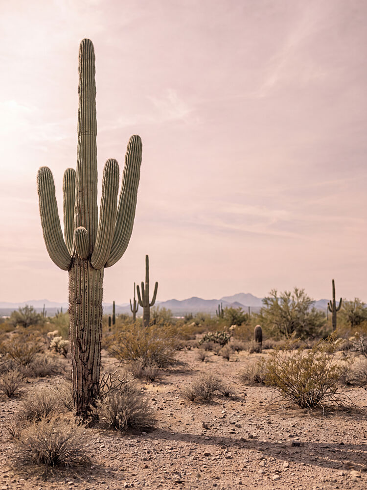 Saguaro Desert Landscape art print by Andreas Magnusson for $57.95 CAD