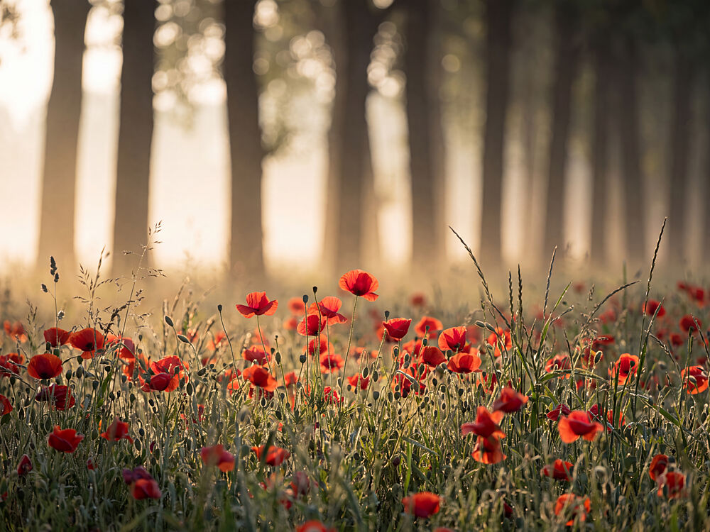 Golden Morning Poppy Field art print by Andreas Magnusson for $57.95 CAD