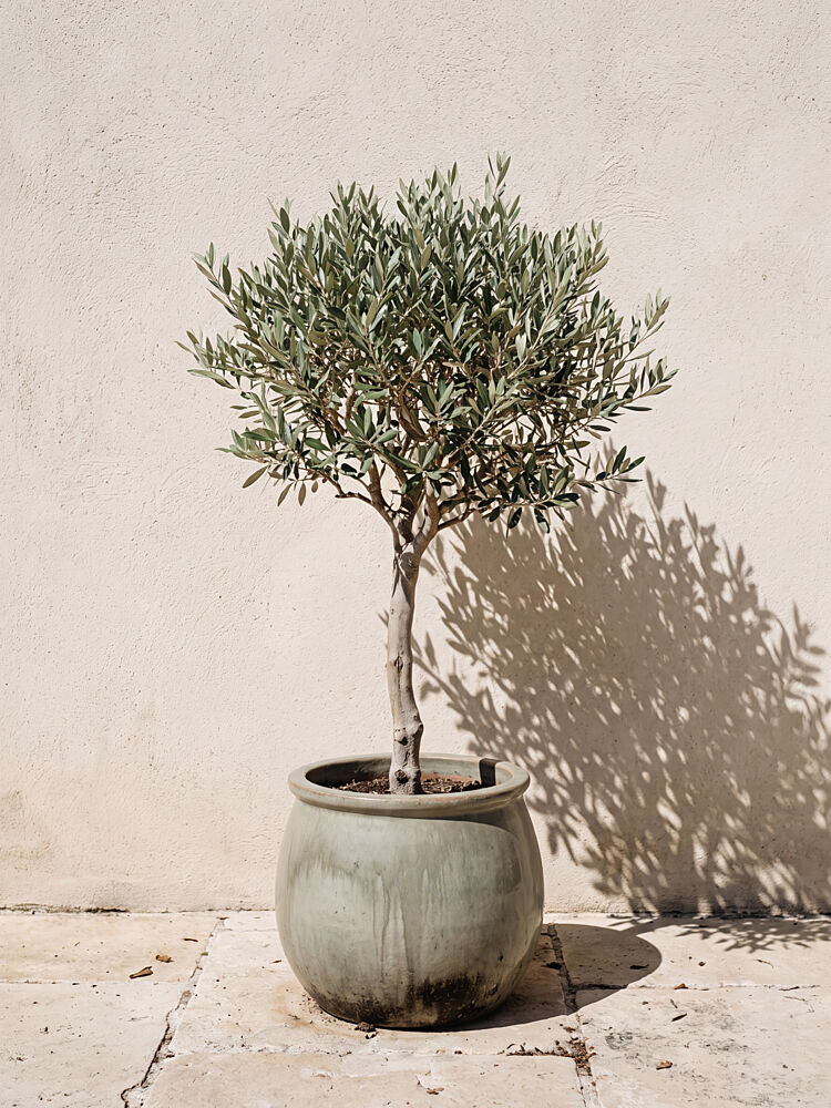 Potted Olive Tree Shadow art print by Andreas Magnusson for $57.95 CAD