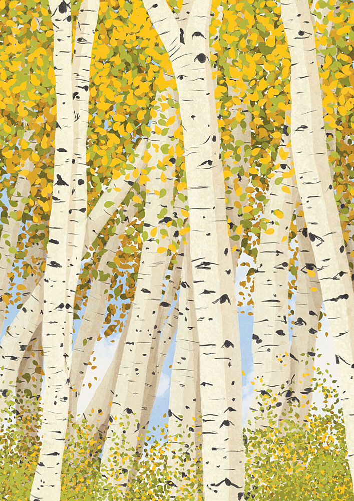 Birch Trees in Autumn art print by Lisa Solomoniuk for $57.95 CAD
