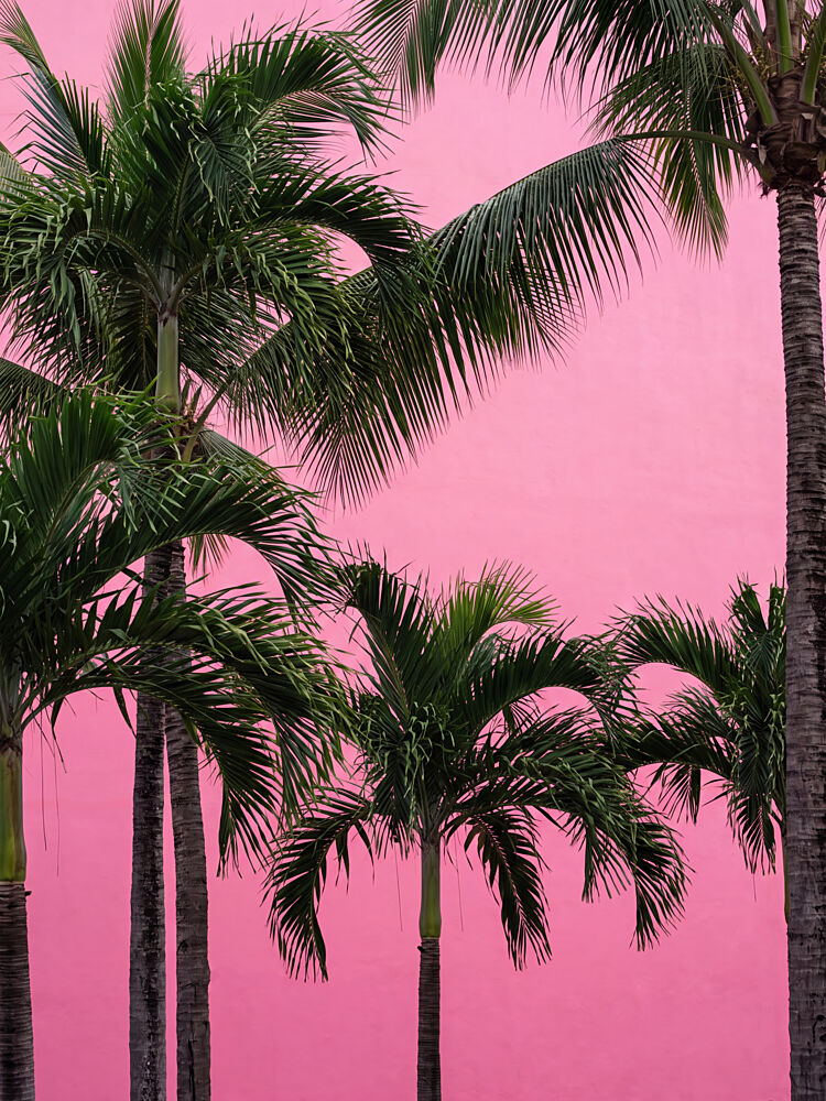 Vibrant Pink Palms art print by Andreas Magnusson for $57.95 CAD