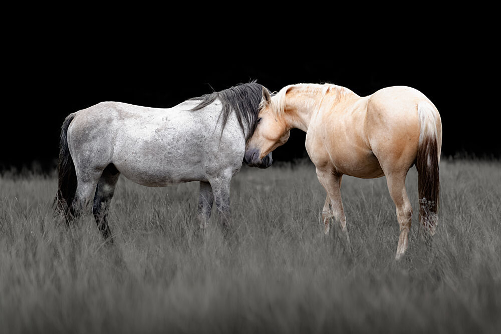 Gentle Horse Bond art print by Linda Louw for $57.95 CAD