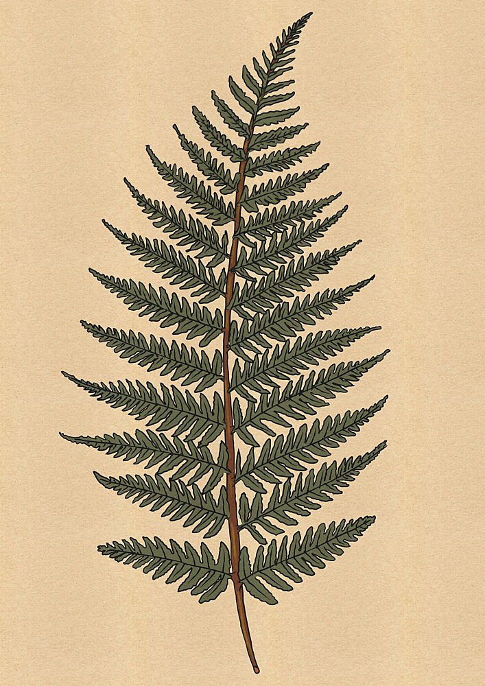 Delicate Fern Frond art print by Nicholas for $57.95 CAD