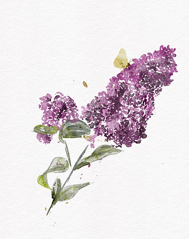 Purple Lilac Butterfly art print by Ankie Kooi for $57.95 CAD
