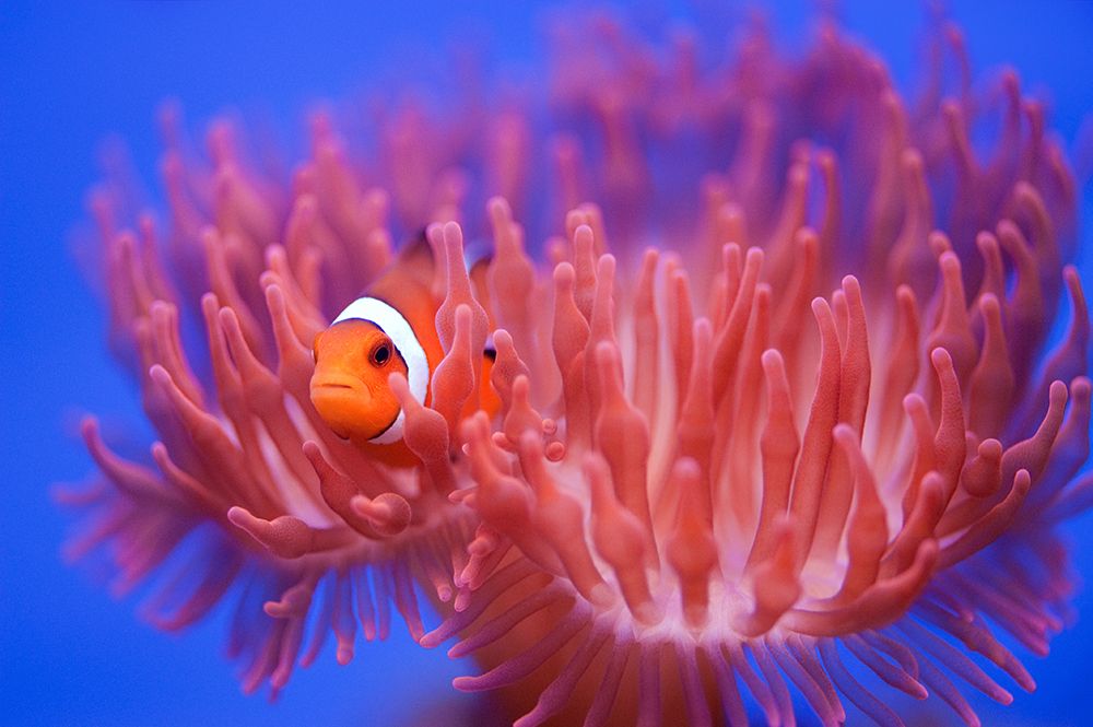 Finding Nemo art print by Wendy for $57.95 CAD