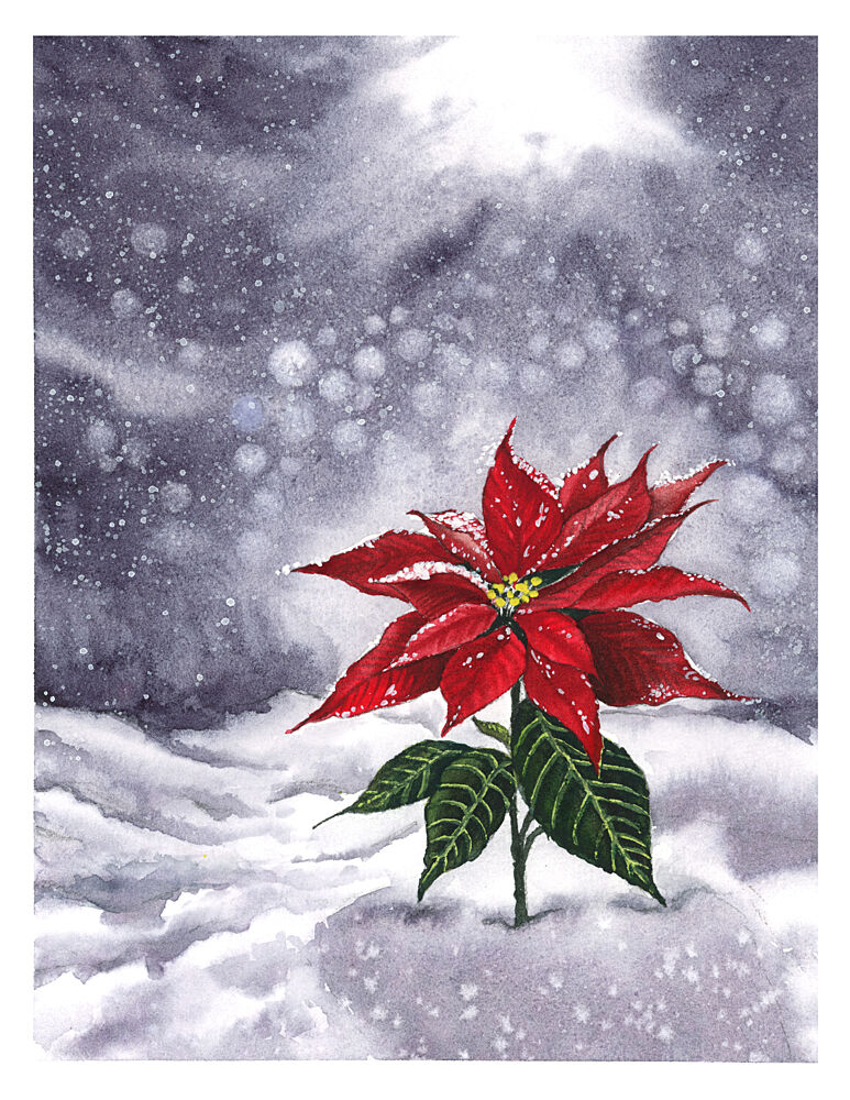 Poinsettia Winter Glow art print by Suchi Deb for $57.95 CAD