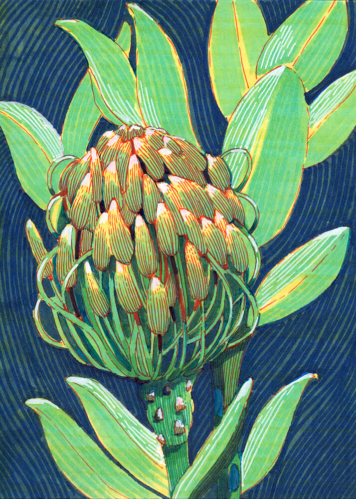 Vibrant Protea Flower art print by Katie O'Shea for $57.95 CAD