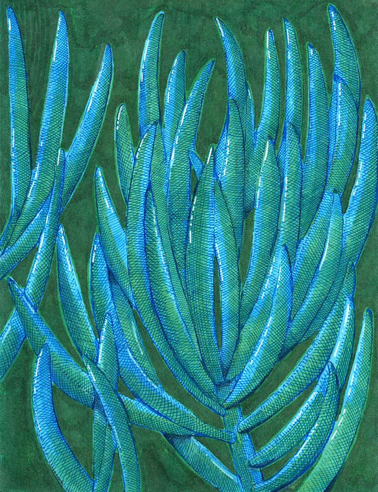 Vibrant Teal Succulents art print by Katie O'Shea for $57.95 CAD