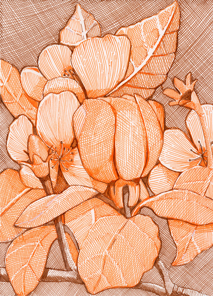 Hatched Orange Blossoms art print by Katie O'Shea for $57.95 CAD