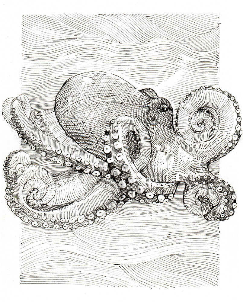 Black and White Octopus Line Drawing art print by Katie O'Shea for $57.95 CAD