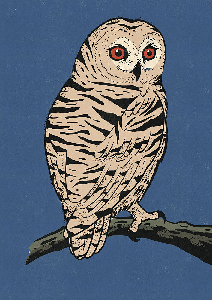 Striking Barred Owl art print by Nicholas for $57.95 CAD