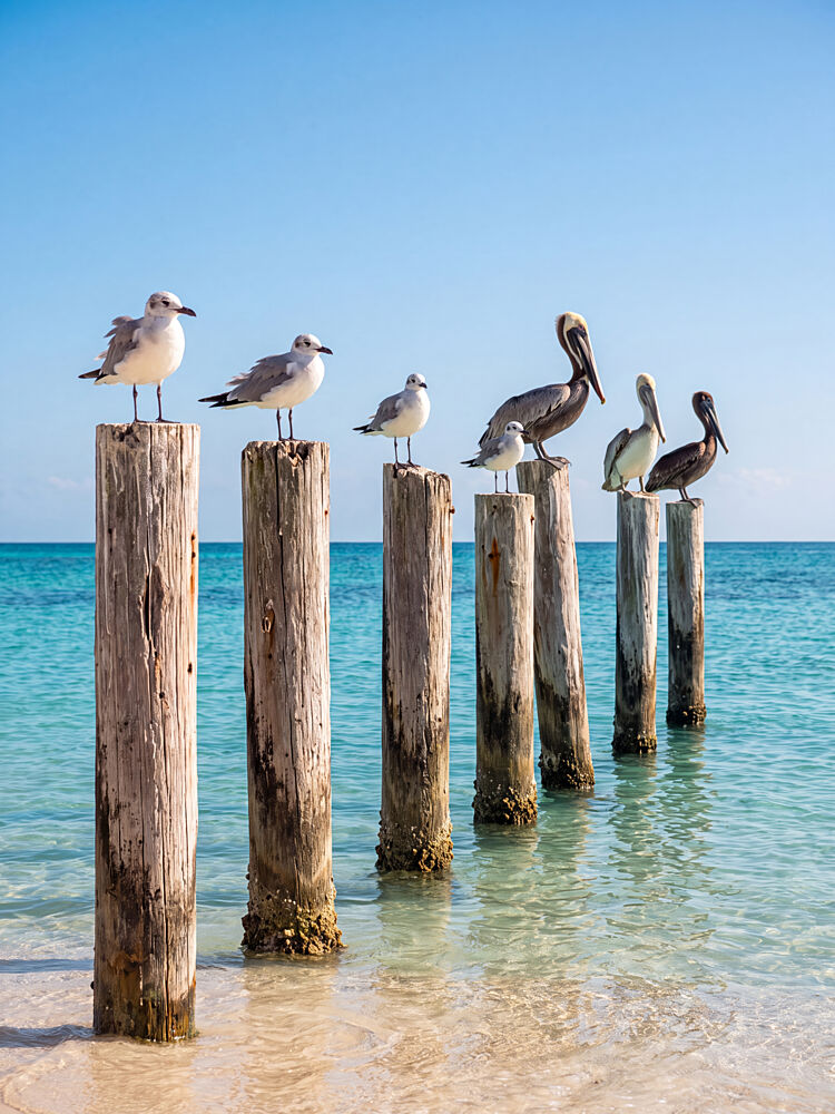 Tropical Birds Ocean Posts art print by Andreas Magnusson for $57.95 CAD