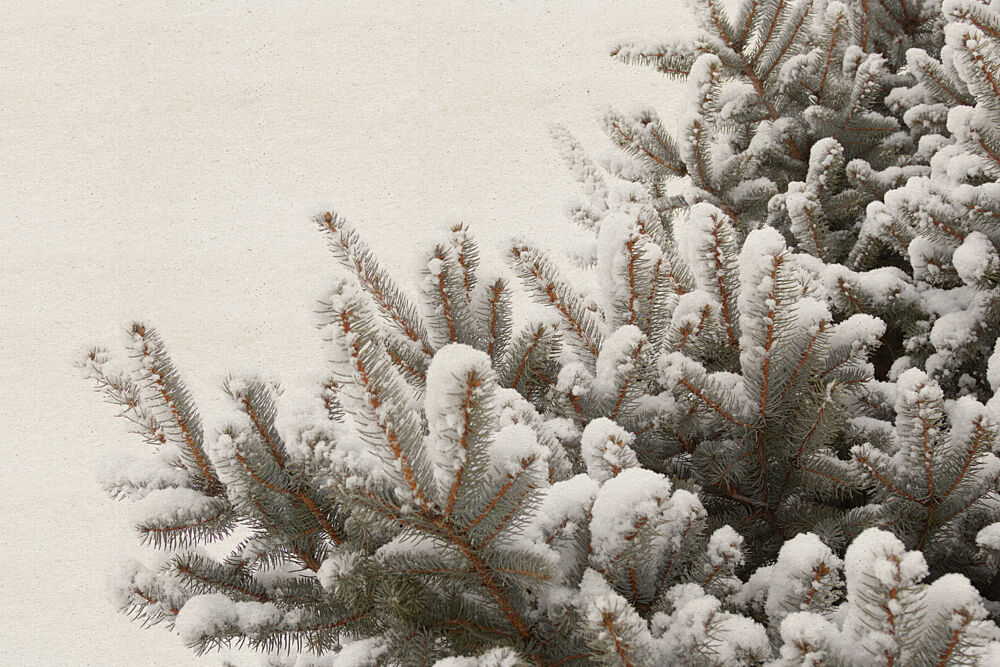 Snowy Pine Branches art print by Stephanie Klatt for $57.95 CAD