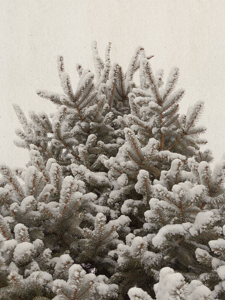 Snowy Evergreen Tree art print by Stephanie Klatt for $57.95 CAD