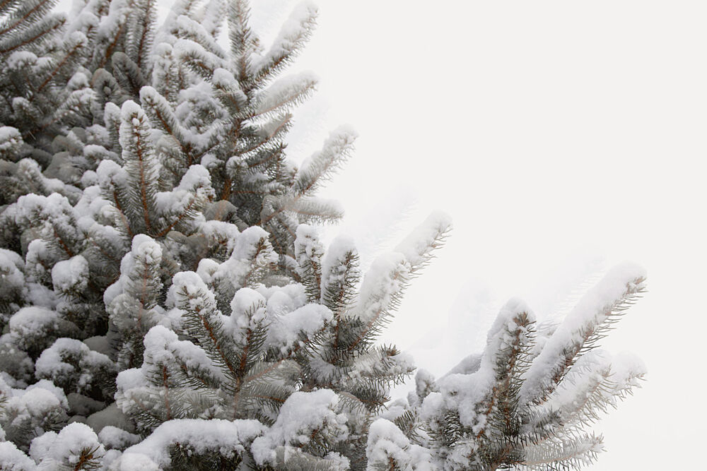 Snowy Pine Branches art print by Stephanie Klatt for $57.95 CAD