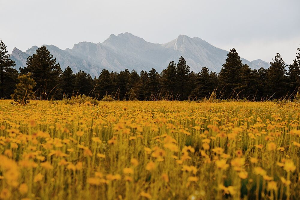 Golden Meadow Peaks art print by del Mundo Imagery for $57.95 CAD