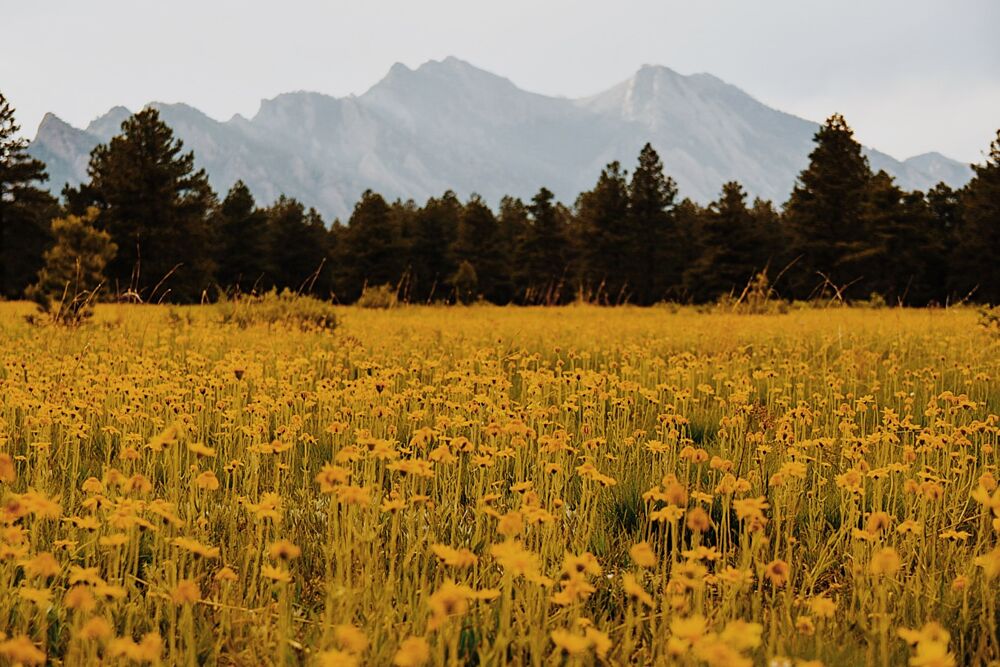 Yellow Flower Mountain Meadow art print by del Mundo Imagery for $57.95 CAD